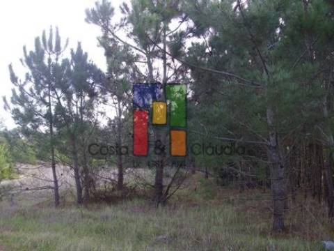 Terreno Rústico  Venda em Praia de Mira,Mira