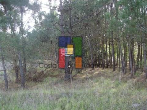 Terreno Rústico  Venda em Praia de Mira,Mira