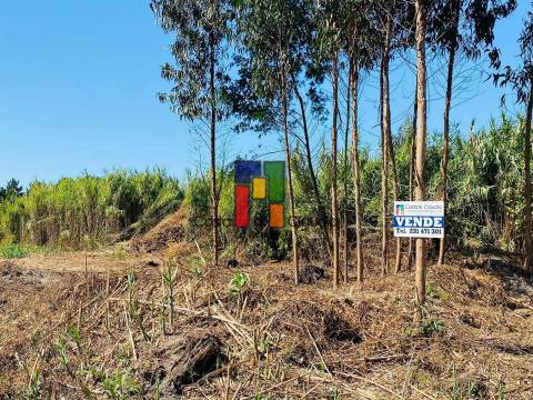 Terreno Urbano  Venda em Mira,Mira