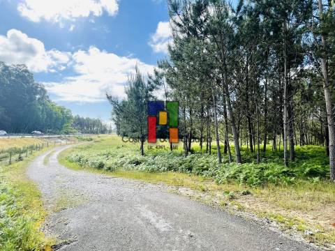 Terreno Rústico  Venda em Cantanhede e Pocariça,Cantanhede