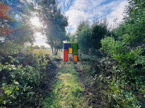 Terreno Para Construção  Venda em Mira,Mira