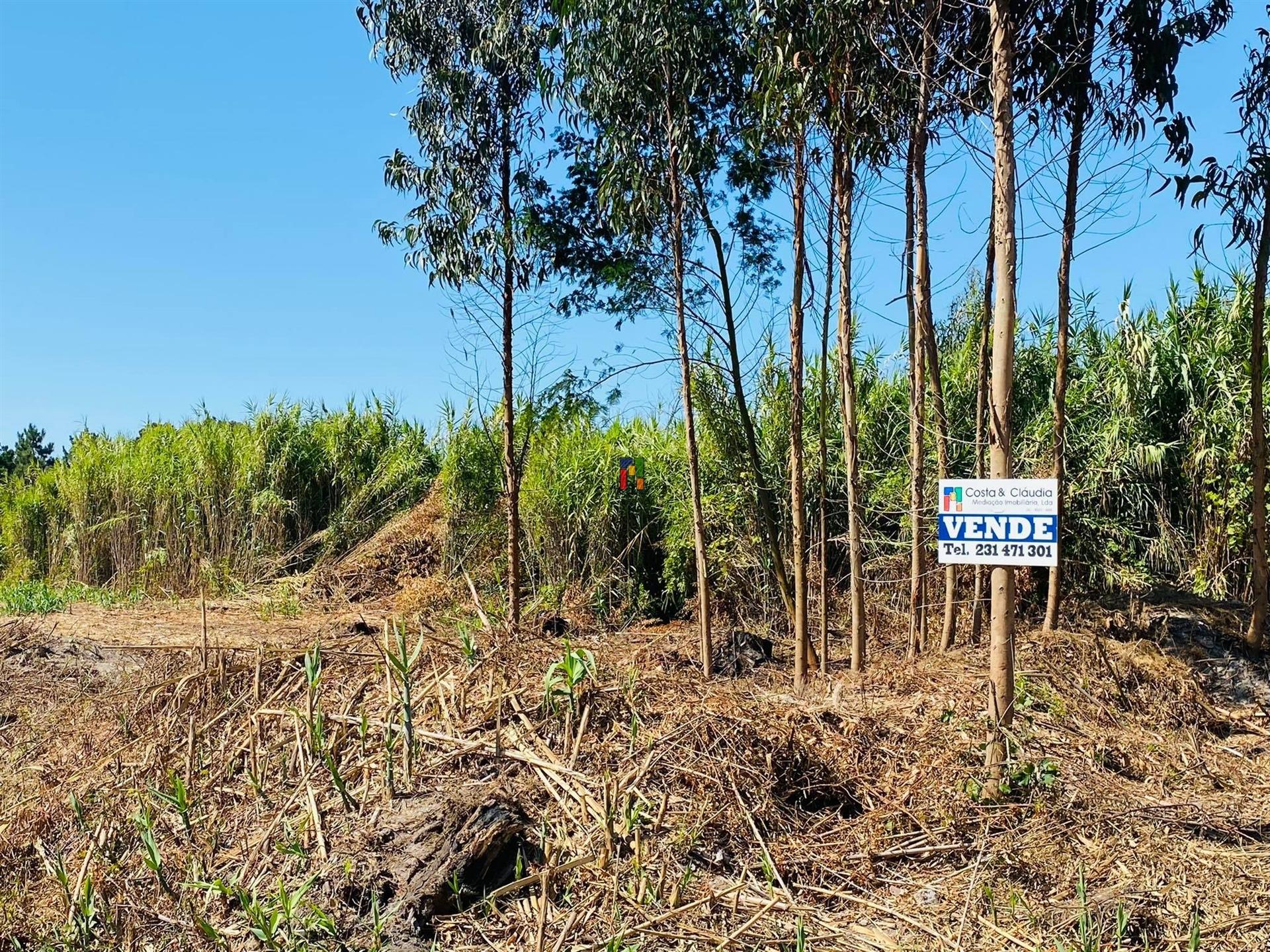 Terreno Urbano T3 Venda em Mira,Mira