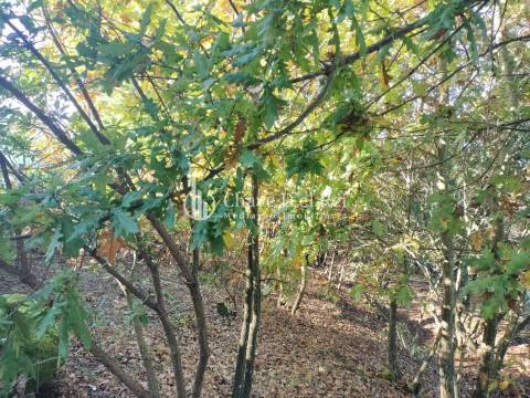Lote de Terreno  Venda em Orgens,Viseu