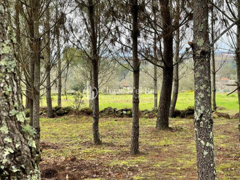 Terreno Misto  Venda em Espinho,Mangualde