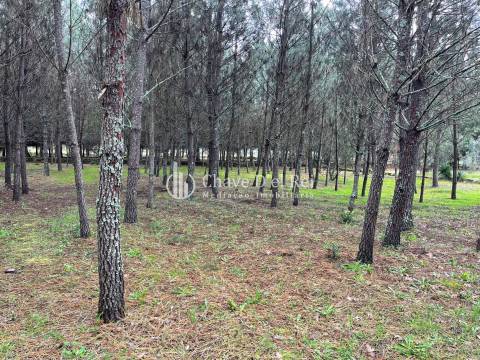 Terreno Misto  Venda em Espinho,Mangualde