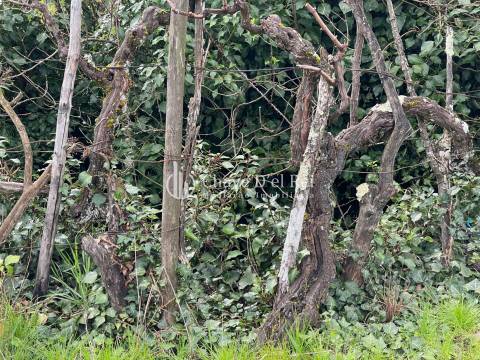 Terreno Misto  Venda em Espinho,Mangualde