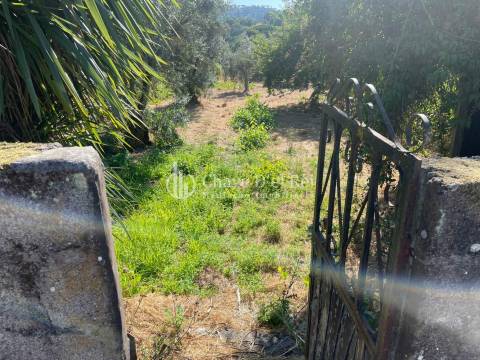Terreno Rústico  Venda em Santar e Moreira,Nelas