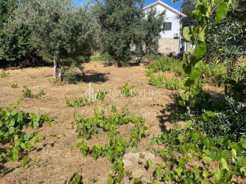 Terreno Rústico  Venda em Santar e Moreira,Nelas