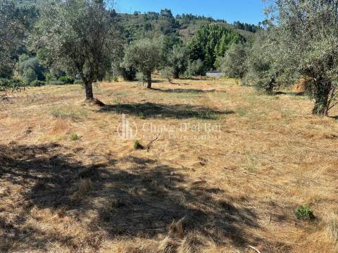 Terreno Rústico  Venda em Santar e Moreira,Nelas