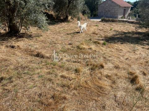 Terreno Rústico  Venda em Santar e Moreira,Nelas