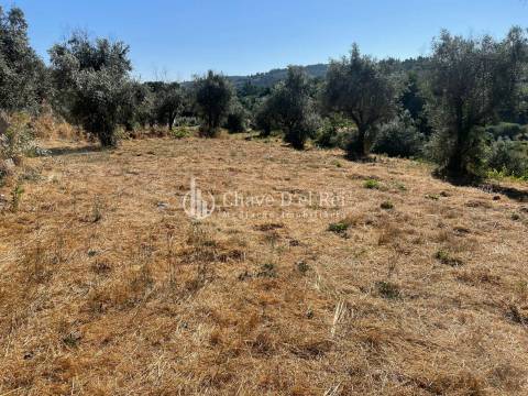 Terreno Rústico  Venda em Santar e Moreira,Nelas