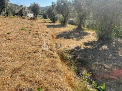 Terreno Rústico  Venda em Santar e Moreira,Nelas
