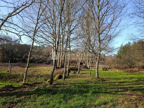 Terreno  Venda em Couto de Baixo e Couto de Cima,Viseu