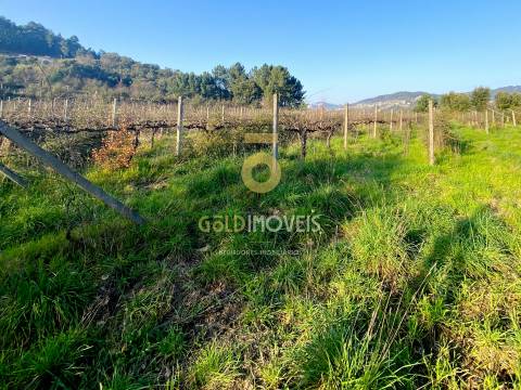 Terreno Rústico