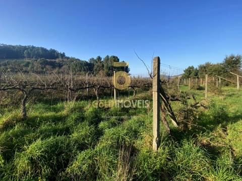 Terreno Rústico