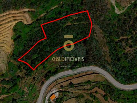 Terreno Florestal em Raiva - Castelo de Paiva