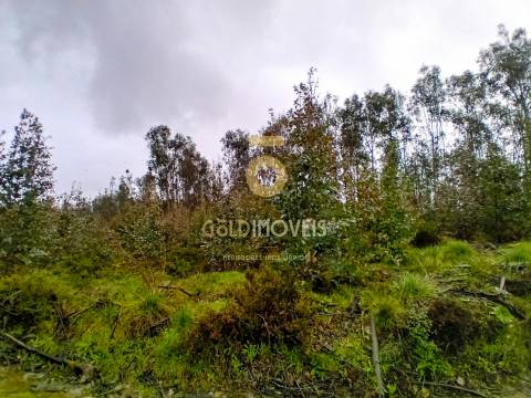 Terreno Florestal em Real - Castelo de Paiva
