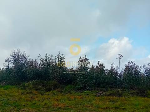 Terreno Florestal em Real - Castelo de Paiva