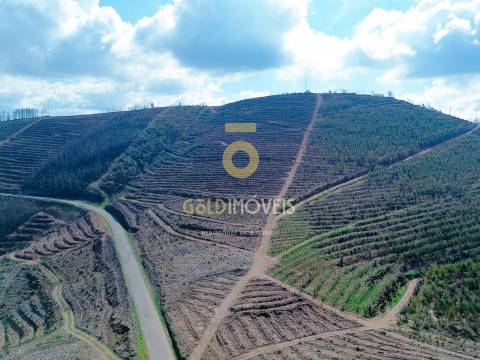 Terreno Florestal em Real - Castelo de Paiva