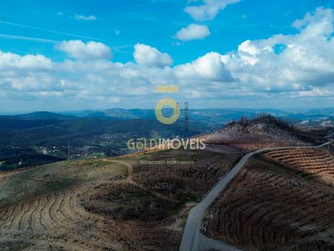 Terreno Florestal em Real - Castelo de Paiva