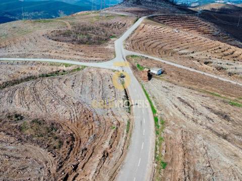 Terreno Florestal em Real - Castelo de Paiva