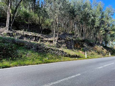 Terreno Rústico  Venda em Raiva, Pedorido e Paraíso,Castelo de Paiva