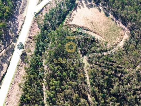 Terreno Florestal