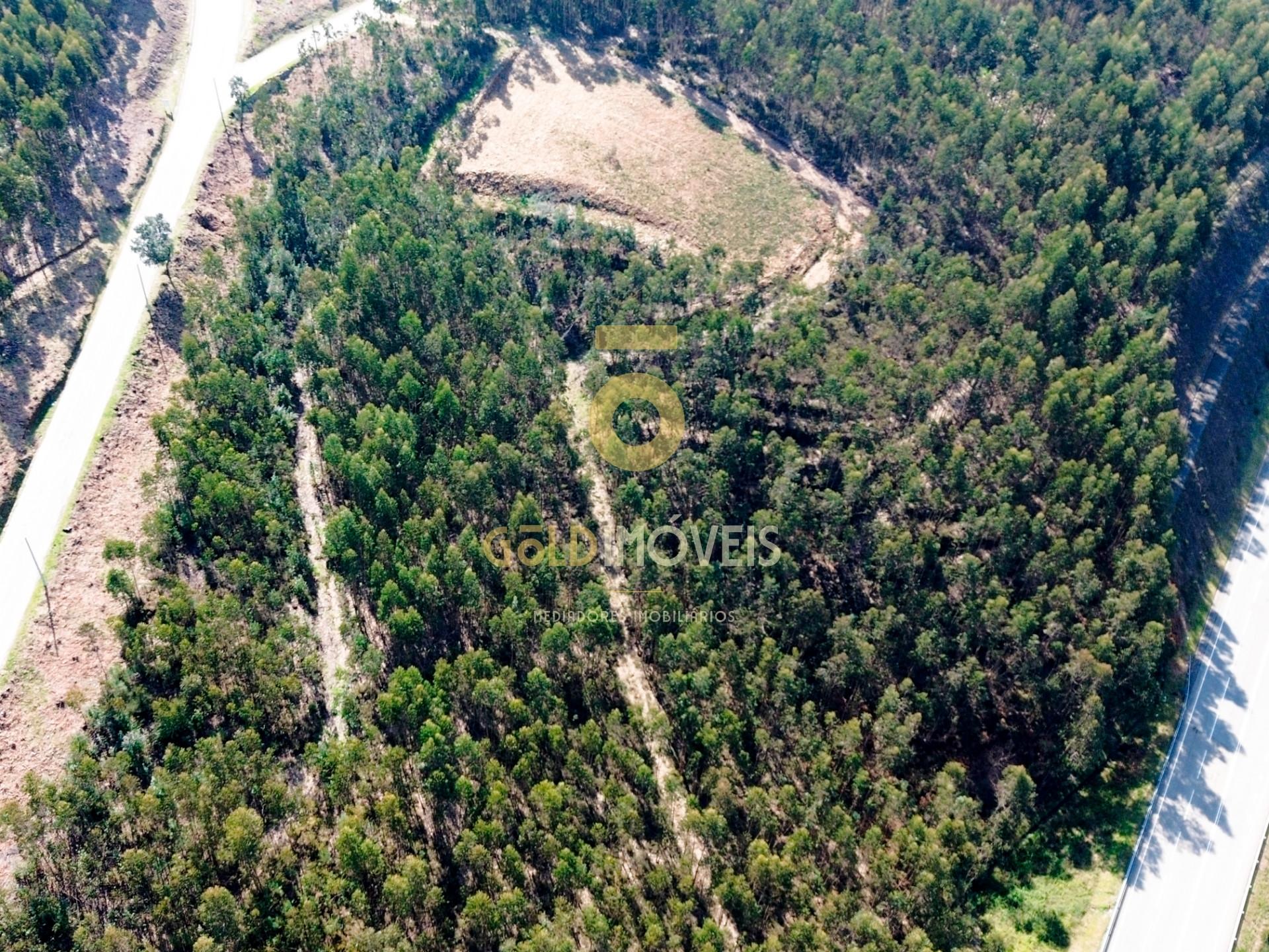Terreno Florestal