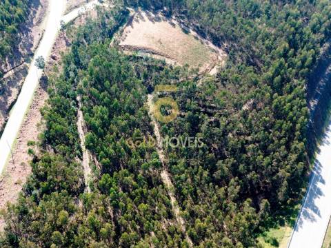 Terreno Florestal