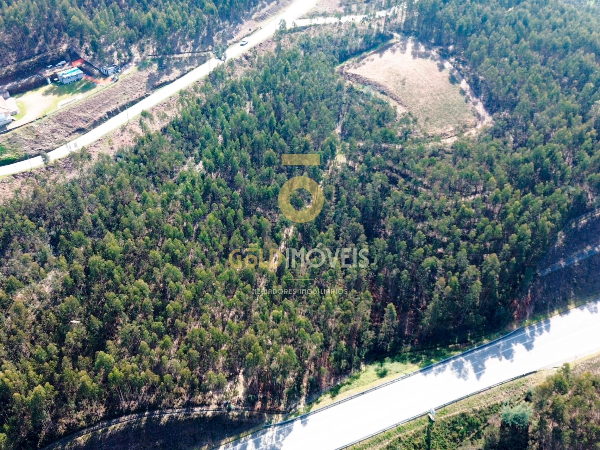 Terreno Florestal