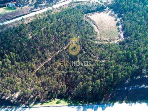 Terreno Florestal