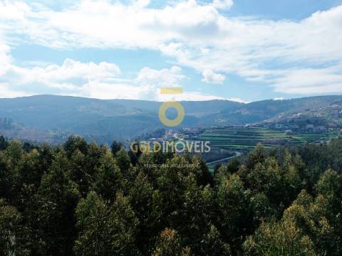 Terreno Florestal