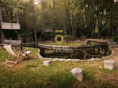 Terreno Rústico  Venda em Pinheiro da Bemposta, Travanca e Palmaz,Oliveira de Azeméis