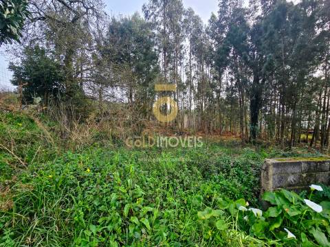 Terreno Rústico  Venda em São Martinho da Gândara,Oliveira de Azeméis