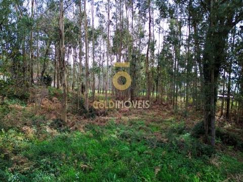Terreno Rústico  Venda em São Martinho da Gândara,Oliveira de Azeméis