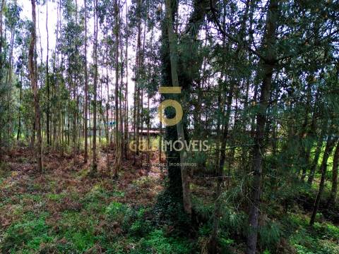 Terreno Rústico  Venda em São Martinho da Gândara,Oliveira de Azeméis