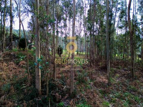Terreno Rústico  Venda em São Martinho da Gândara,Oliveira de Azeméis