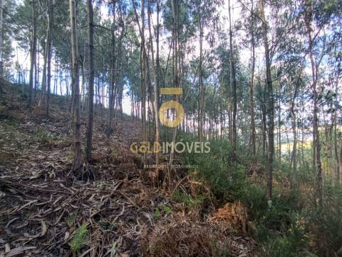 Terreno Rústico  Venda em Galegos,Penafiel