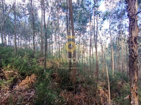 Terreno Rústico  Venda em Galegos,Penafiel