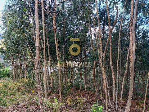 Terreno Rústico  Venda em Galegos,Penafiel