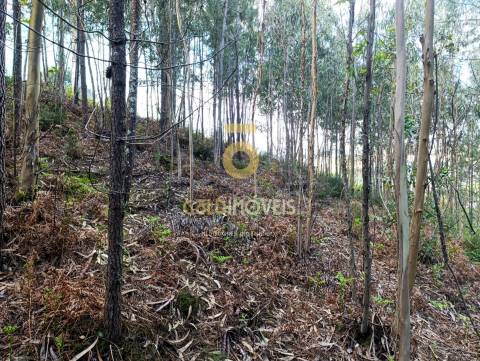 Terreno Rústico  Venda em Galegos,Penafiel