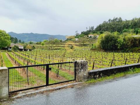 Terreno  Venda em Salvador do Monte,Amarante