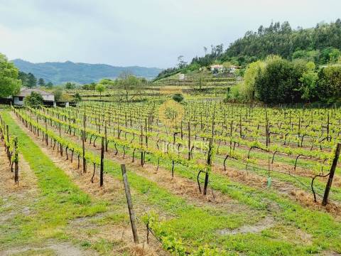 Terreno  Venda em Salvador do Monte,Amarante