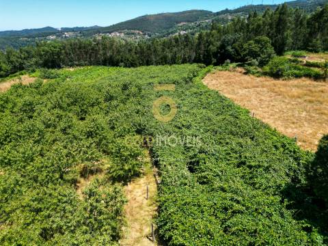 Quinta T4 Venda em Fornelos,Cinfães