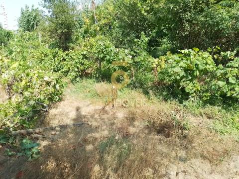 Terreno Rústico  Venda em São Cristóvão de Nogueira,Cinfães