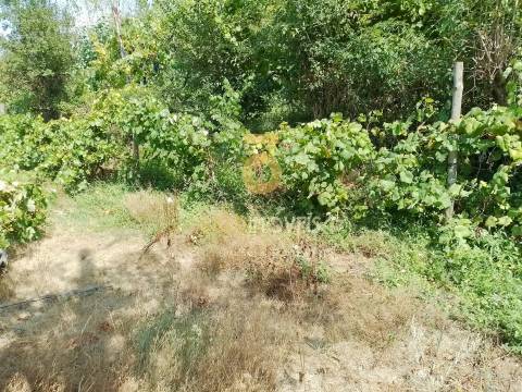 Terreno Rústico  Venda em São Cristóvão de Nogueira,Cinfães