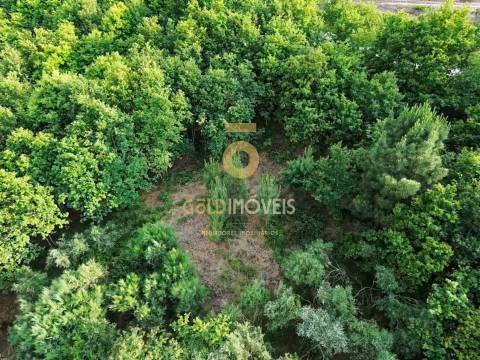 Terreno Rústico  Venda em Tarouquela,Cinfães