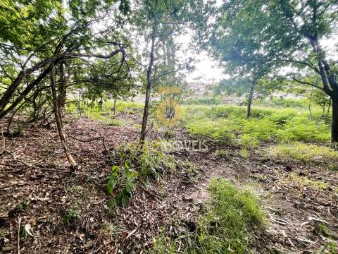 Terreno Rústico  Venda em Tarouquela,Cinfães