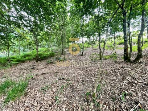 Terreno Rústico  Venda em Tarouquela,Cinfães