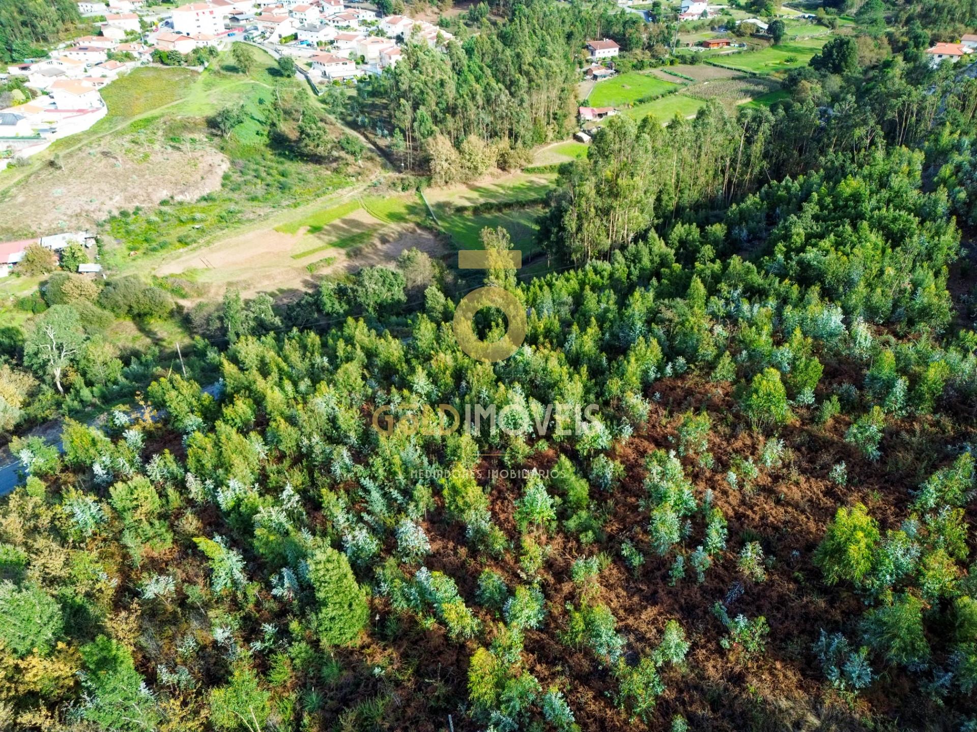 Terreno Rústico  Venda em São Roque,Oliveira de Azeméis
